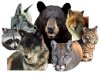5 Clear Signs Your Current Wolf Urine Repellent Isn’t Working