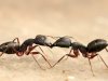 Ant Removal Experts Dover, DE – Eco-Friendly Pest Control Services