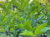 Scented Plants for Your Balcony Garden