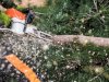 Is That Tree A Danger To Your Home? Signs You Shouldn’t Ignore