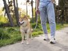Pre-Walk Dog Training: Simple Steps That Make Every Walk Better