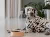 Is Chewy the Best Place to Buy Raw Dog Food Online? An Honest Review
