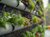 How Vertical Farming is Revolutionizing Urban Food Security