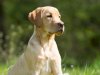 Dallas TX Dog Training Camp for Obedience, Discipline and Real Results