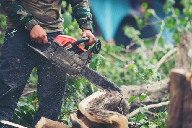 Ohio Tree Care: Complete Guide to Healthy, Safe, and Beautiful Trees