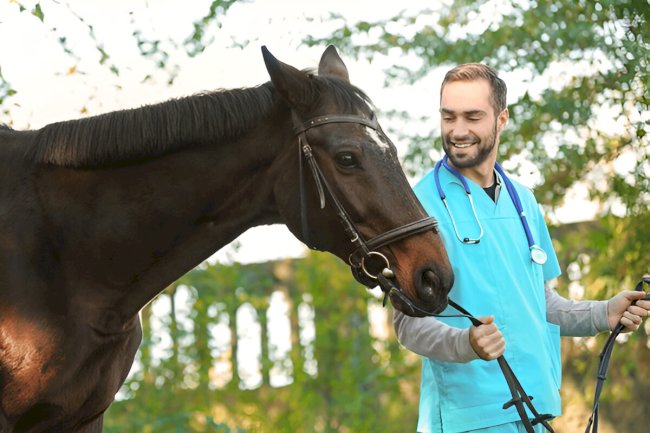 Ivomec Paste and Pour-On Formulas: How to Use for Horses and Cattle