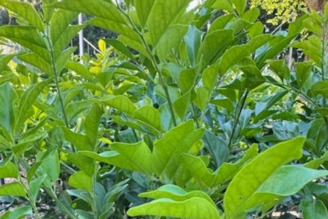Scented Plants for Your Balcony Garden