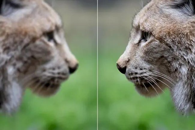 Free Image Enhancer Software That Makes Editing Easy