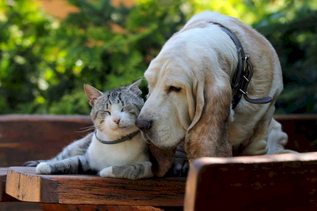 Senior Pet Care vs. Adult Pet Care: Understanding Key Differences