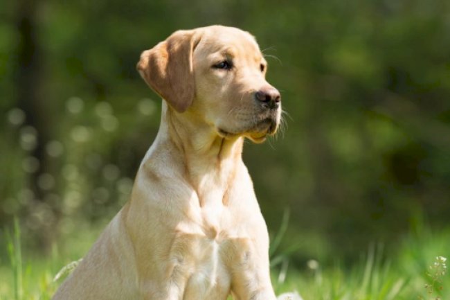 Dallas TX Dog Training Camp for Obedience, Discipline and Real Results