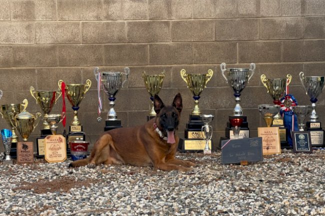Protection Dogs for Sale in USA, Trusted Security Backed by Professional Training