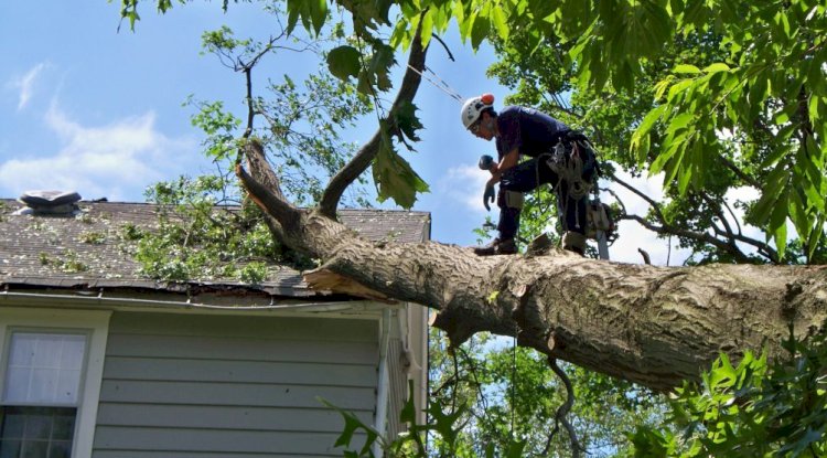 Ohio Tree Care in Storms: How to Protect Your Trees and Property
