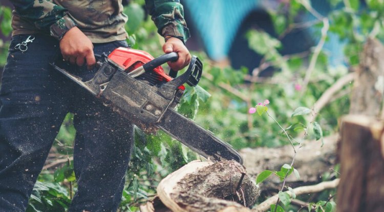 Ohio Tree Care: Complete Guide to Healthy, Safe, and Beautiful Trees