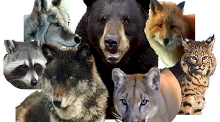 5 Clear Signs Your Current Wolf Urine Repellent Isn’t Working