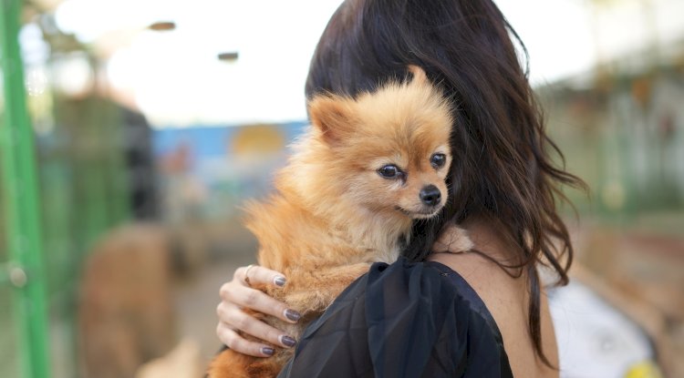A Pet Lover’s Paradise: Bring Your Furry Friends Along