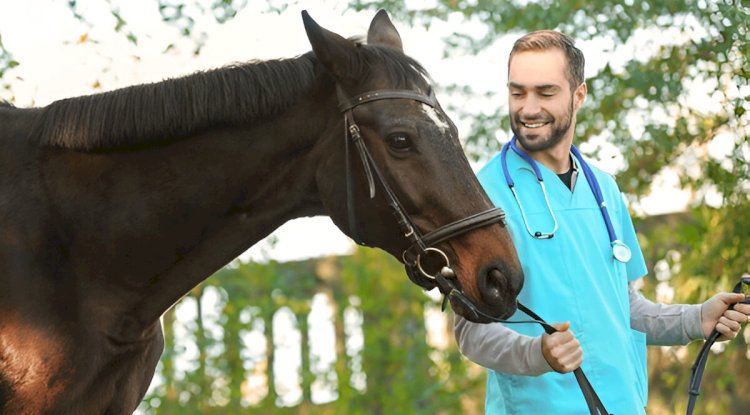 Ivomec Paste and Pour-On Formulas: How to Use for Horses and Cattle