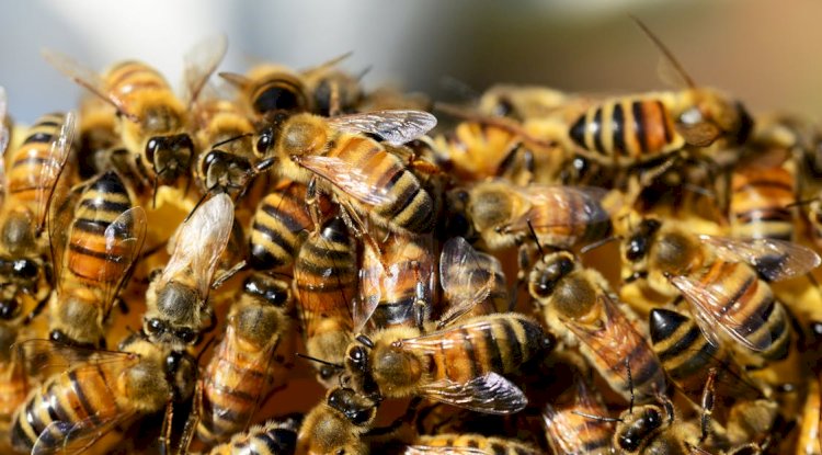 Blue Banded Bee or Pest? When to Call Bees Removal Melbourne Experts