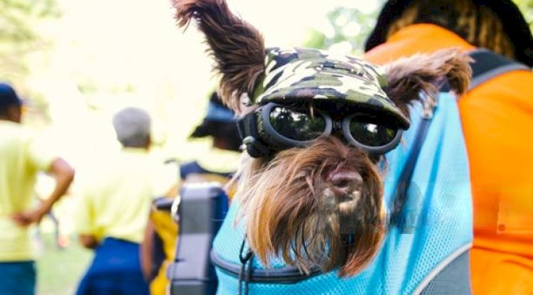 The Rising Popularity of Dog Sling Carriers Among Modern Pet Owners