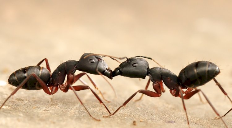 Ant Removal Experts Dover, DE – Eco-Friendly Pest Control Services