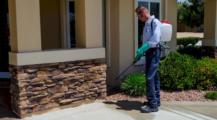 How Modern Pest Control Is Changing the Way We Protect Our Homes and Businesses