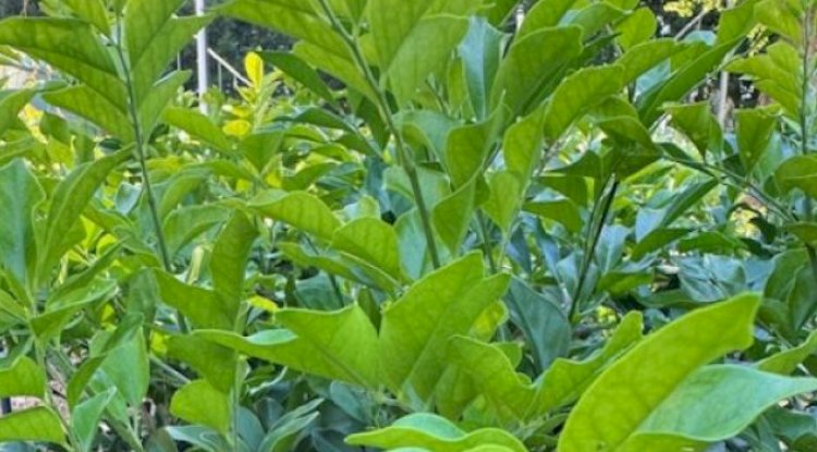 Scented Plants for Your Balcony Garden