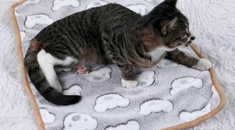 How to Choose the Best Cat Beds for Sale Comfort and Style for Your Feline Friend