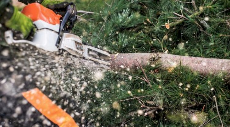 Is That Tree A Danger To Your Home? Signs You Shouldn’t Ignore