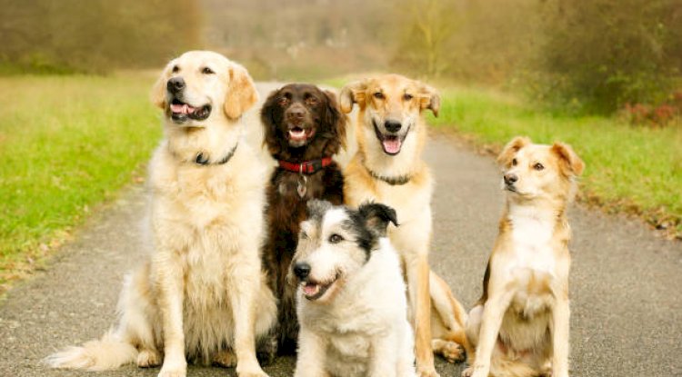 Most Loyal and Hardy Canadian Dog Breeds