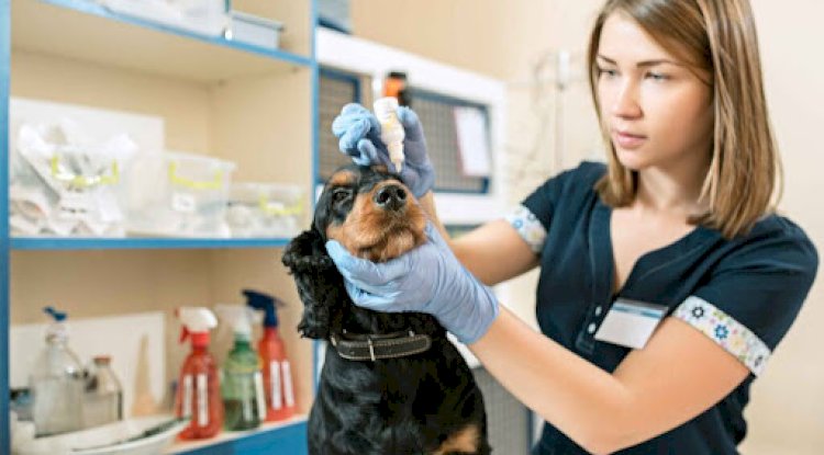 Pet Respiratory Emergencies: How to Recognize and Respond Quickly