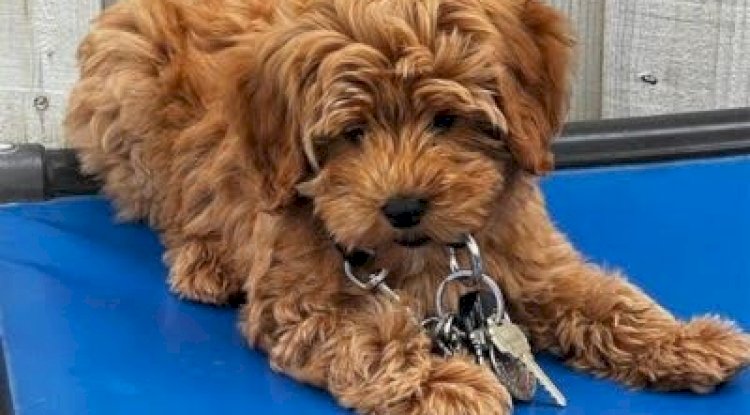 Tips for Leash Walking in Busy or Distracting Environments