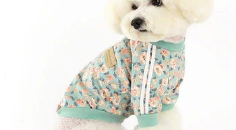 How to Choose the Right Pet Wear from a Reliable Pet Supplies Store