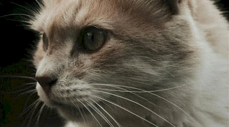 Can Probiotics Help with Common Digestive Issues in Cats and Dogs?