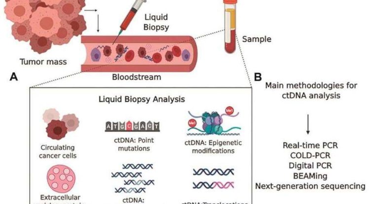 Circulating Tumor DNA (ctDNA) vs. Cell-free DNA (cfDNA)