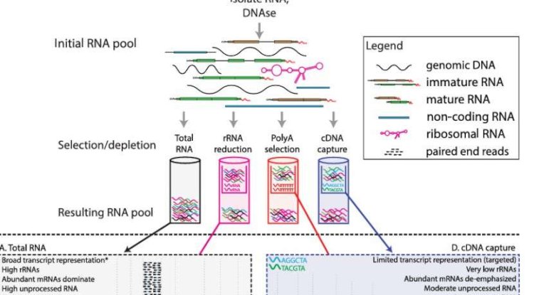 Step-by-Step Guide to Iso-Seq Protocol: From Sample Preparation to Data Analysis