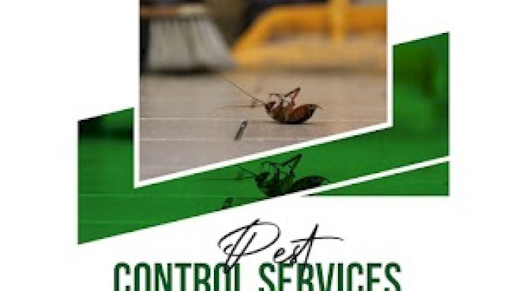 Comprehensive Pest Control Services for a Safer Environment