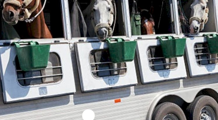 Reliable and Professional Horse Delivery in California