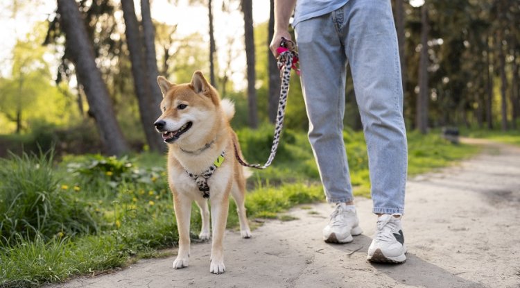 Pre-Walk Dog Training: Simple Steps That Make Every Walk Better