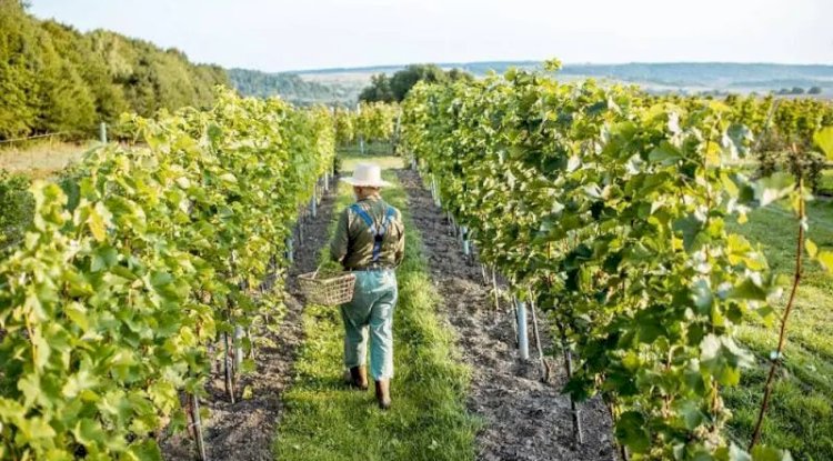 Luxury Wine Tour Limo Service in Washington DC