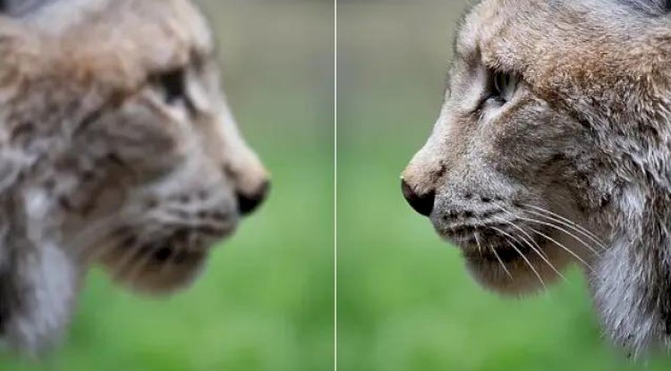 Free Image Enhancer Software That Makes Editing Easy