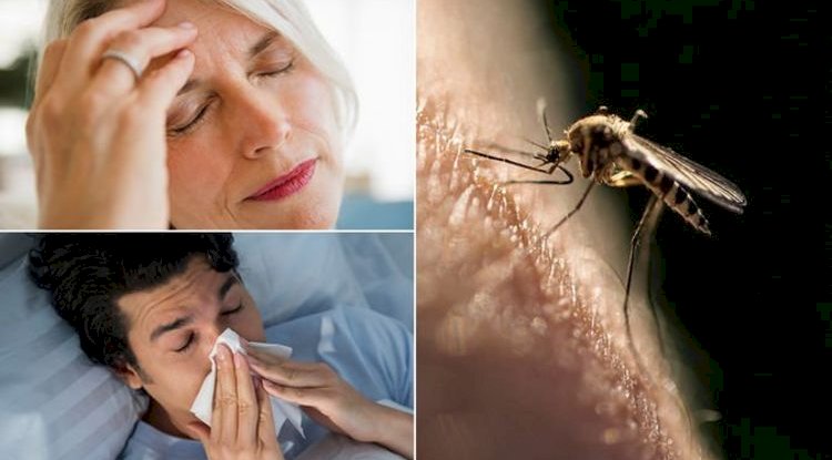 Top 10 Most Common Malaria Symptoms You Should Never Ignore