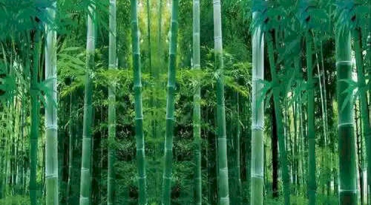 Top grade bamboo products manufacturer from China