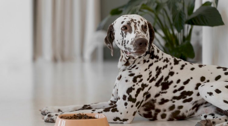 Is Chewy the Best Place to Buy Raw Dog Food Online? An Honest Review