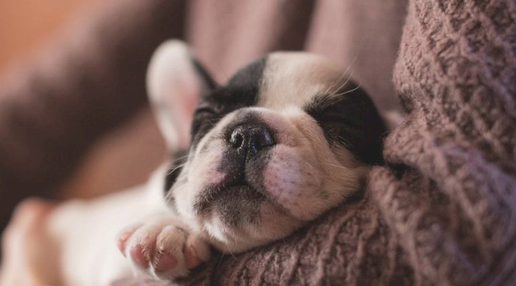 Why Shouldn’t I Wait for My Pet’s "Natural End" to Happen?