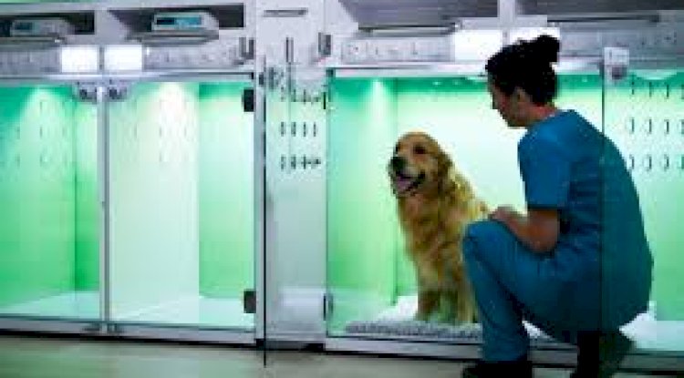 Beyond the Clinic: How Keysborough Vets Partner with Local Animal Shelters