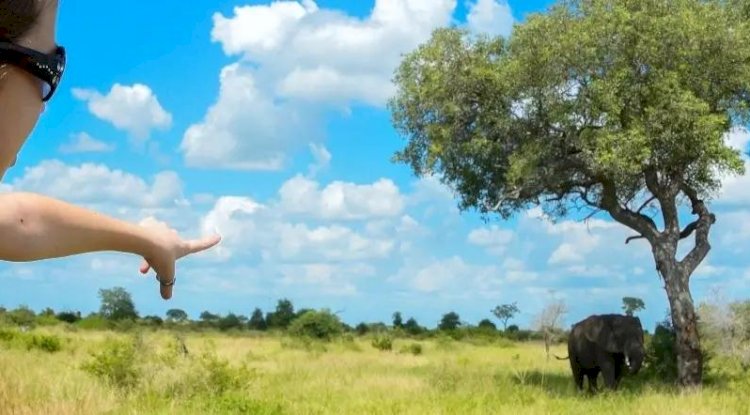 Discover Unforgettable Safari Tours in South Africa with African Travel