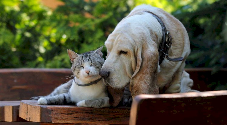 Senior Pet Care vs. Adult Pet Care: Understanding Key Differences
