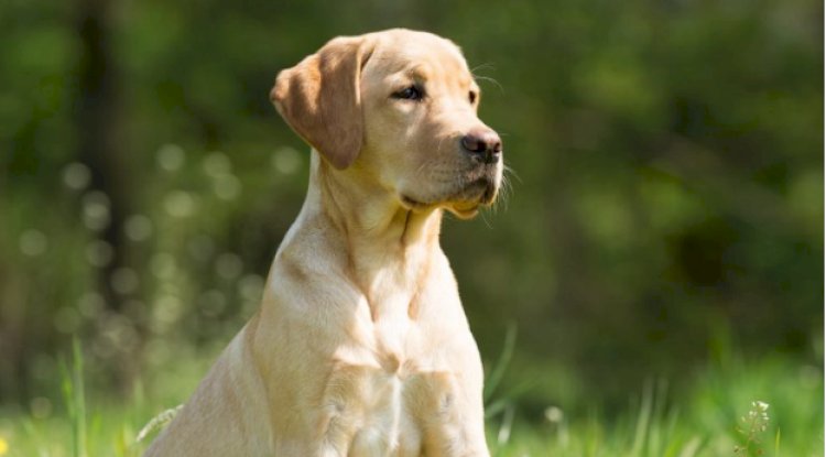 Dallas TX Dog Training Camp for Obedience, Discipline and Real Results