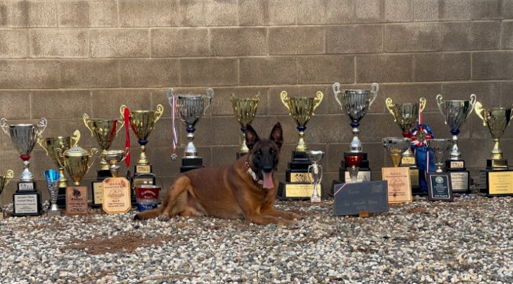 Protection Dogs for Sale in USA, Trusted Security Backed by Professional Training