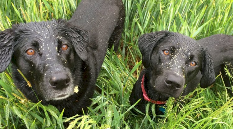 Why Grass Seeds Are a Serious Summer Risk for Dogs in Keysborough