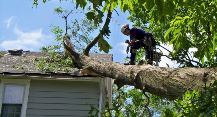 Ohio Tree Care in Storms: How to Protect Your Trees and Property